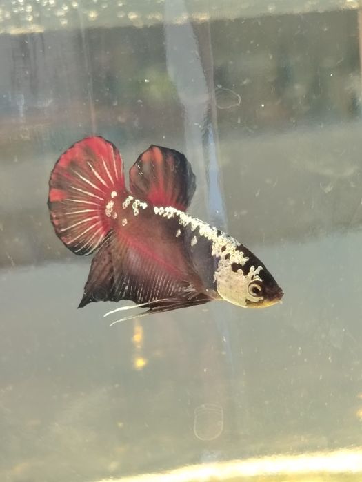 Acvarii pești Betta, Betta