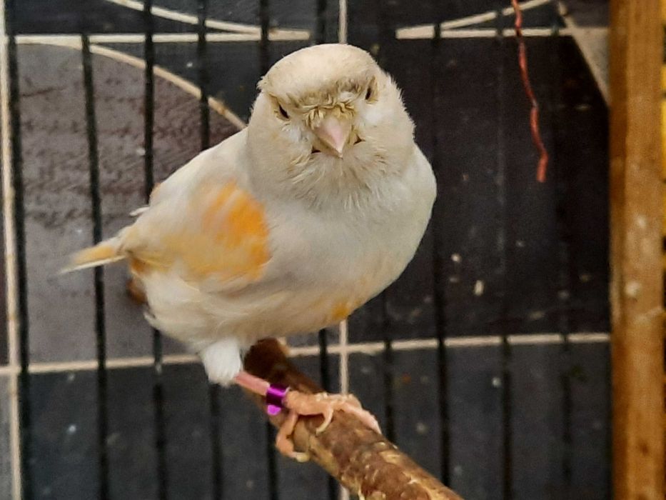 Продам канарейка самка.