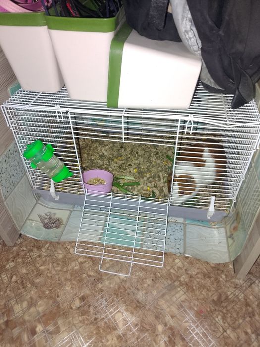 Продам морскую свинку