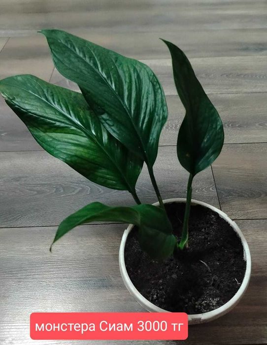 Комнатные растения.