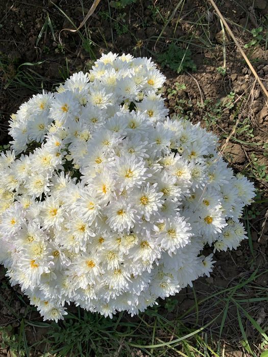 Глобус цветы в наличии vip