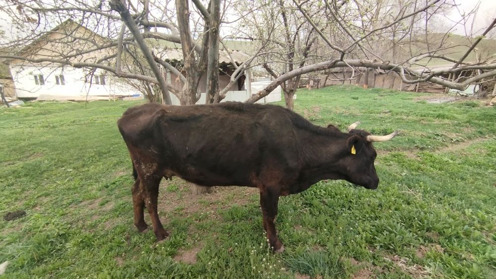 приму вынужденный забой  24.7 звоните