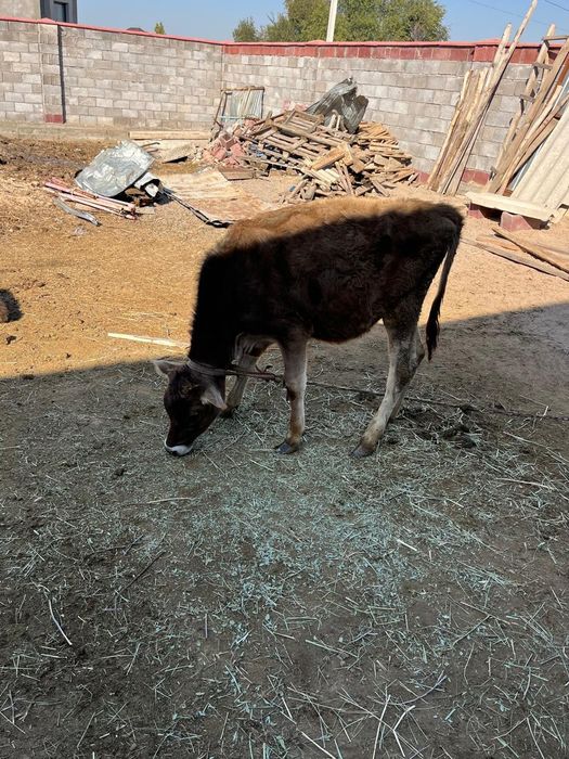 Продам молодую телочку