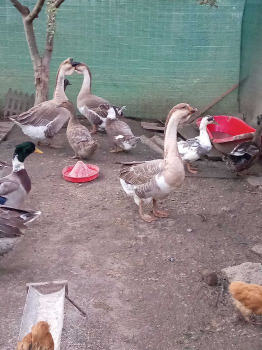 Vând gâște rasă chinezească și rațe! Preț negociabil! Detalii la nr telefon:0741431136