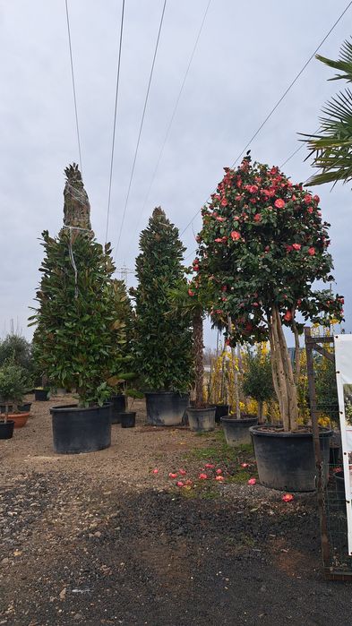 Vindem Palmieri Magnoli Platan Cedru etc