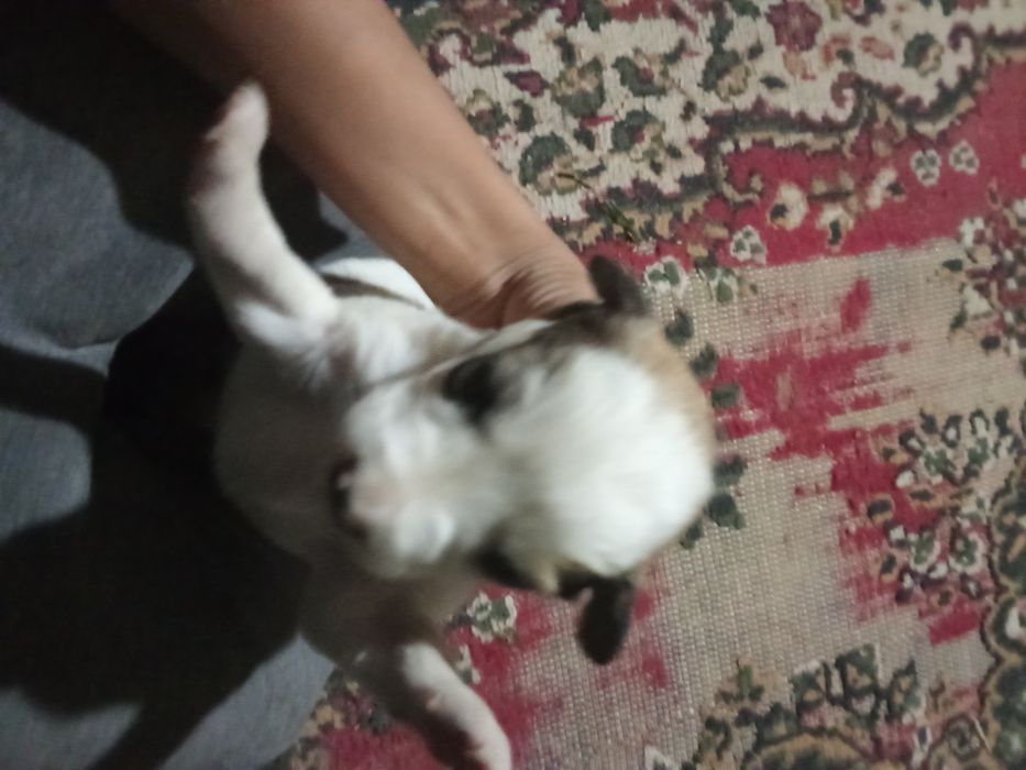 Күшіктер  2 қалды