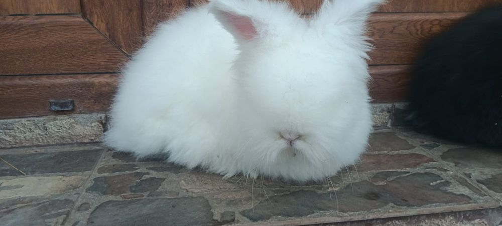 Iepuri angora pui