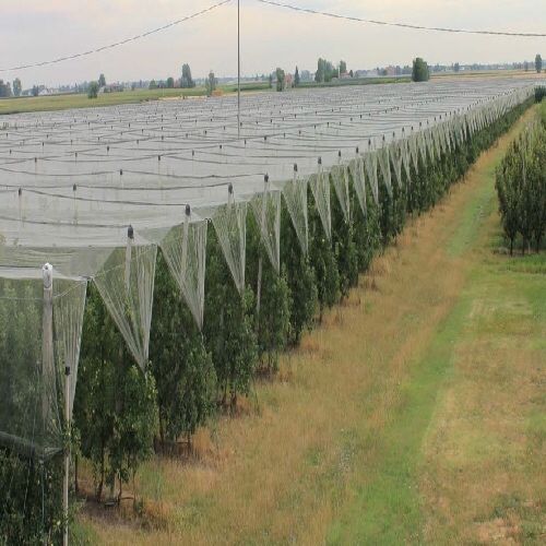 Plasa Verde Antigrindina 1x200ml=500lei/rola,Margine Intarita Elastica