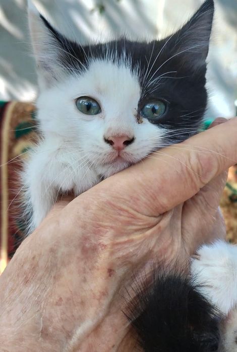 Девочку, 1.5 мес отдам