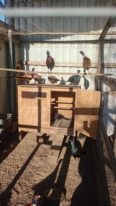 Fazani  tineret 2025