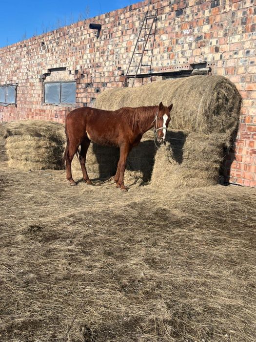Айгыр сатамын 5 жасар