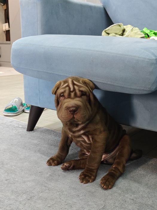 Продам китайского шарпея