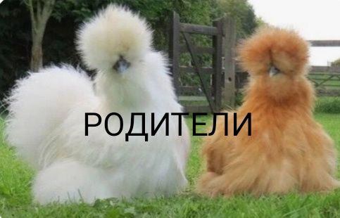 Китайская Шелковая