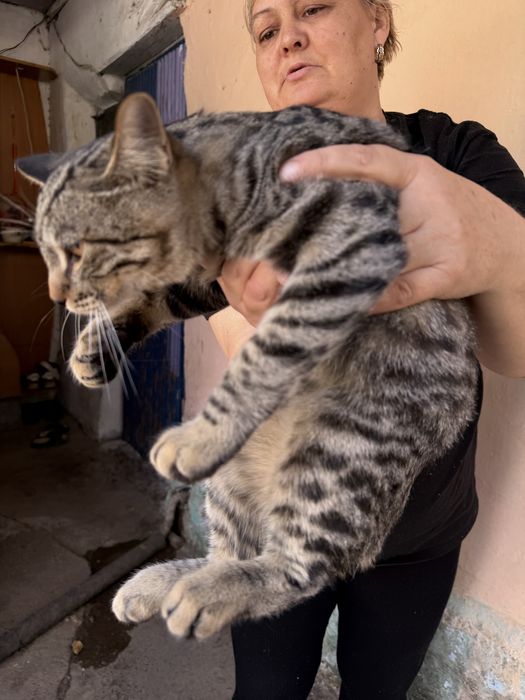 Котята породистые