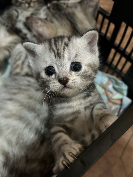 Отдам котят в добрые руки !