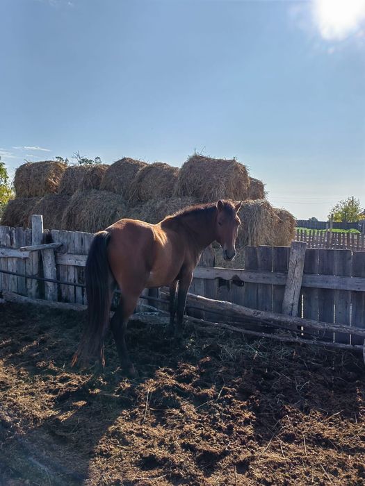 Продам Жеребца 2.5 года