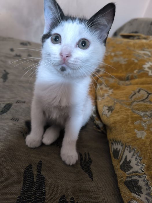 Маленький Котёночек