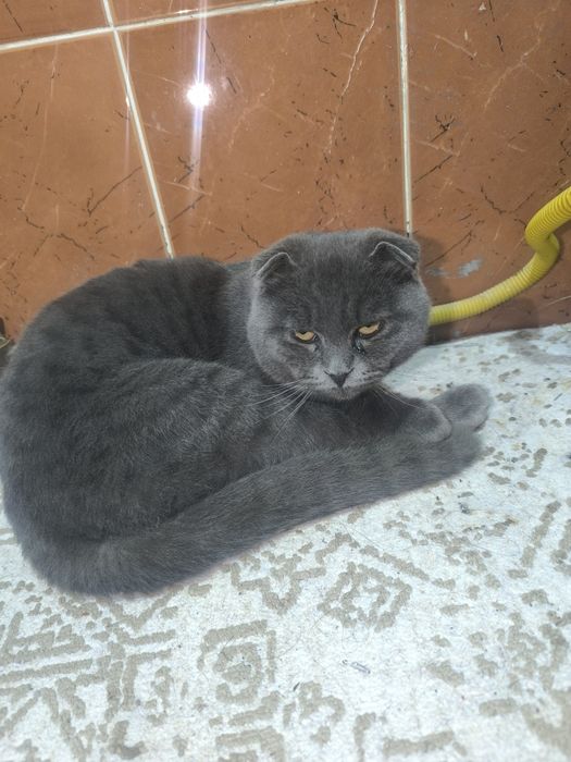 Скотиш фолд 4ойлик