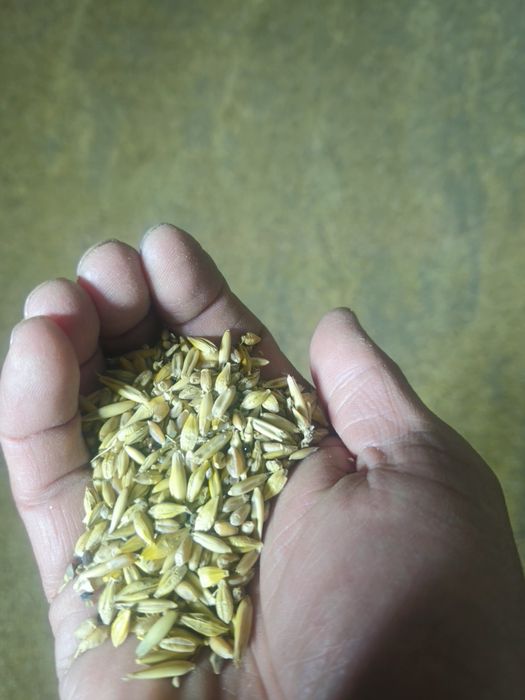 Жем сатамын бидай арпа сұлы аралас