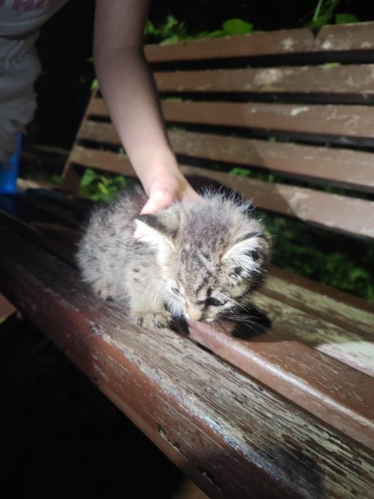Котёнок в добрые руки