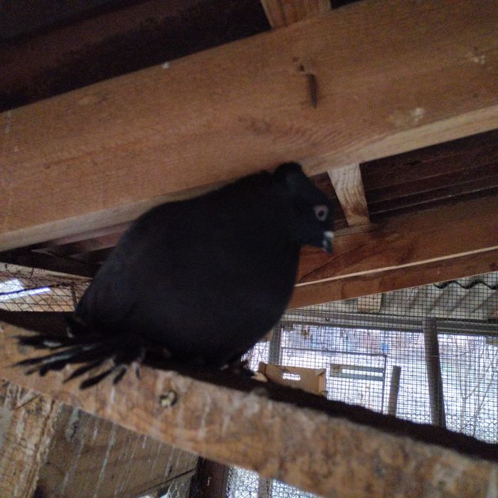 Продам голубей.  Красивые.