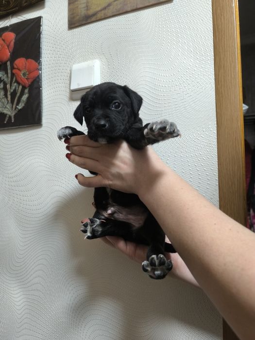 Отдам щенков срочно