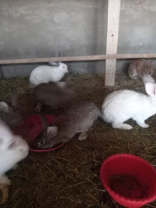 Кролики годовалые