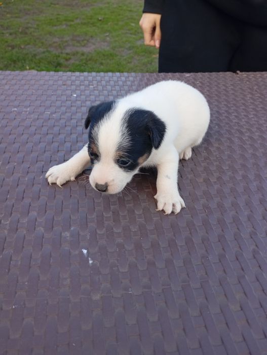 Джак ръсел териери