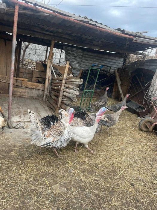 продам индюков .
