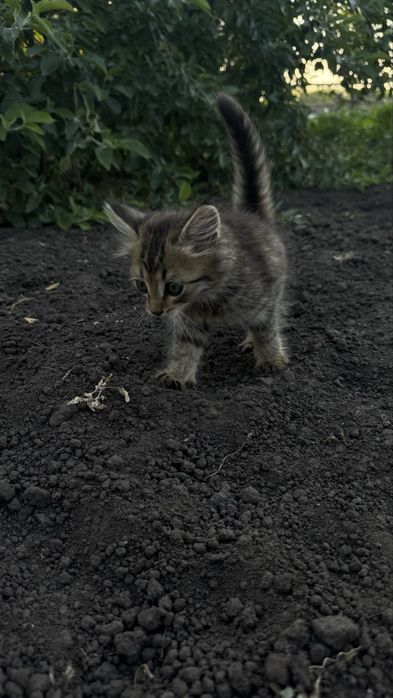 Котенок в добрые руки