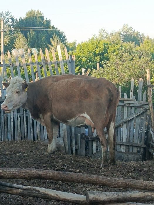 Продаётся корова с телёнком