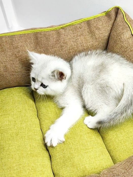 Очаровательные британские котята