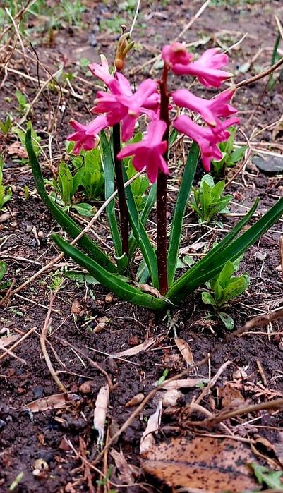 Продам дачу 7.5 соток район телецентра