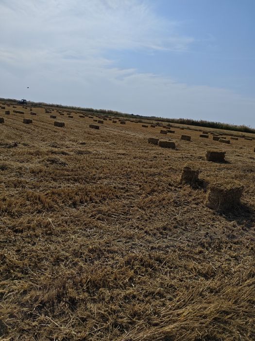 Sholi preslar sotladi