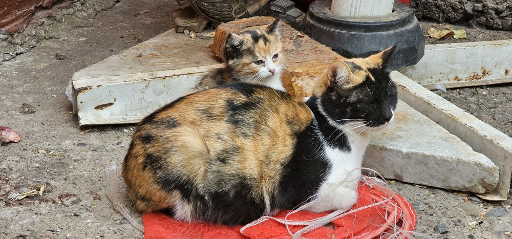 Котята в хорошие, добрые руки