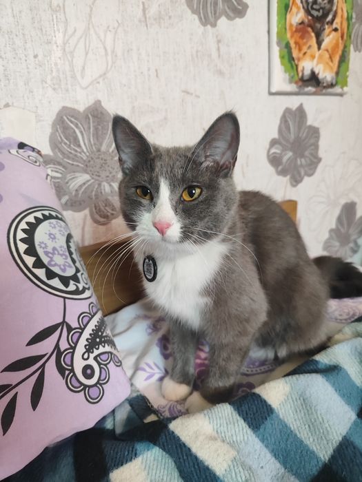 Отдам кошку в добрые руки