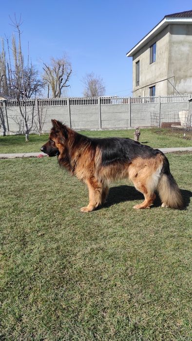 НЕ ПРОДАЖА. Ищем невесту