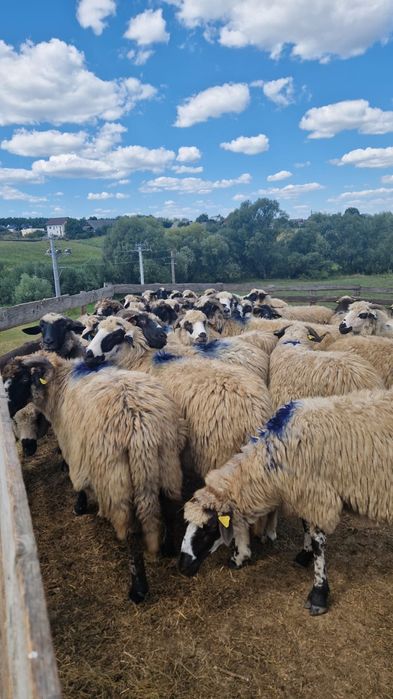 Vând 45 oi bune de ținut