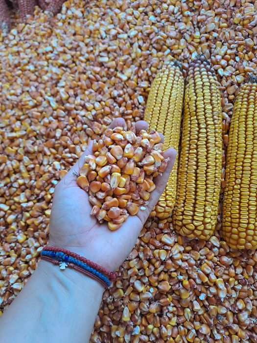 Vând porumb kws recolta 2025