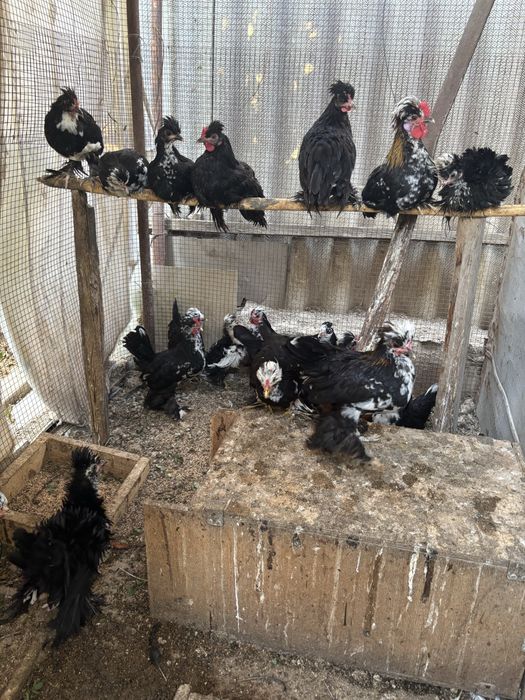 Куры декоративные