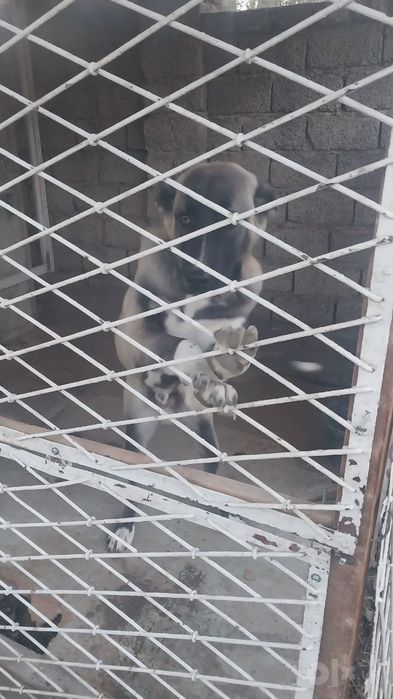 Продам собаку Кавказский авчарка