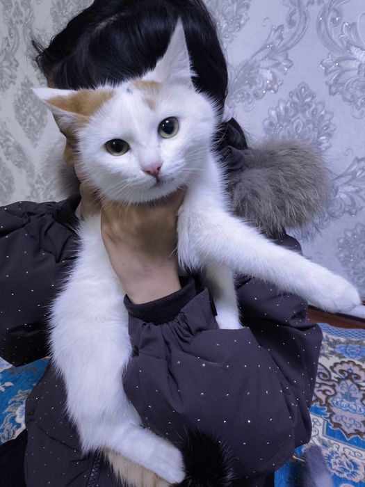 Акылды мысык тегын беремын