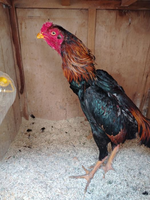 Кареа жужа хуроз сотилади