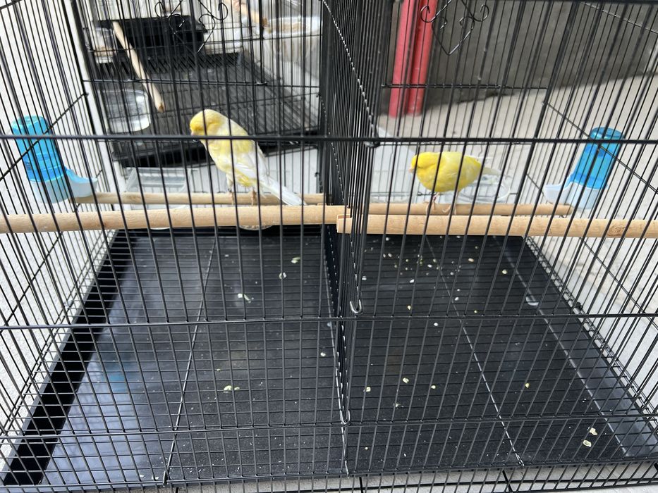 Канарейка Йоркшир самец ( нар ) Туркия