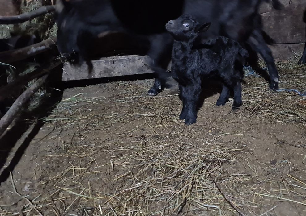 3 capre tinere cu iezi