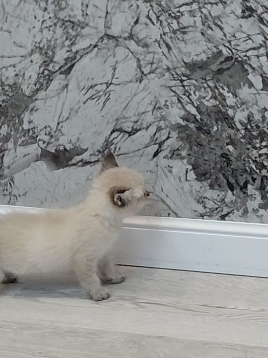 Котенок Мальчик 1,5 месяца