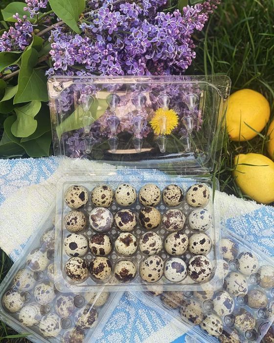 Prepelite oua incubat