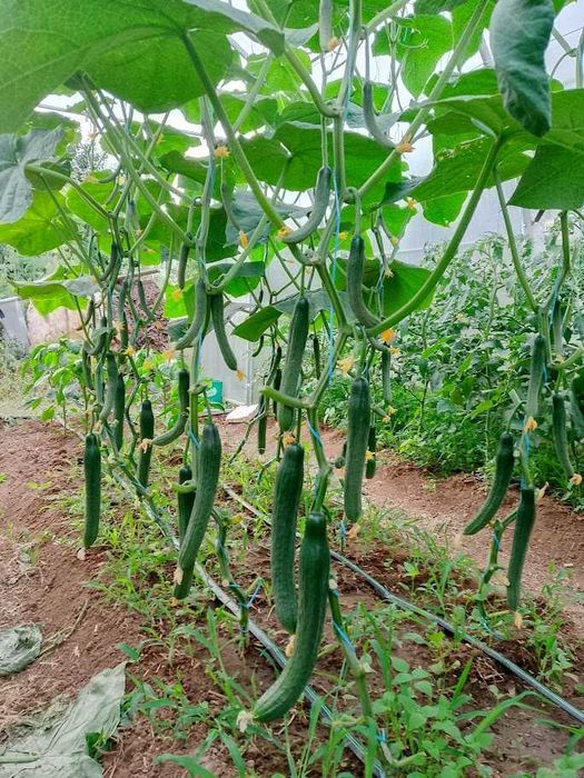 Продавам селски розови домати краставици пресни зеленчуци - София , с. Бусманци - само на място !