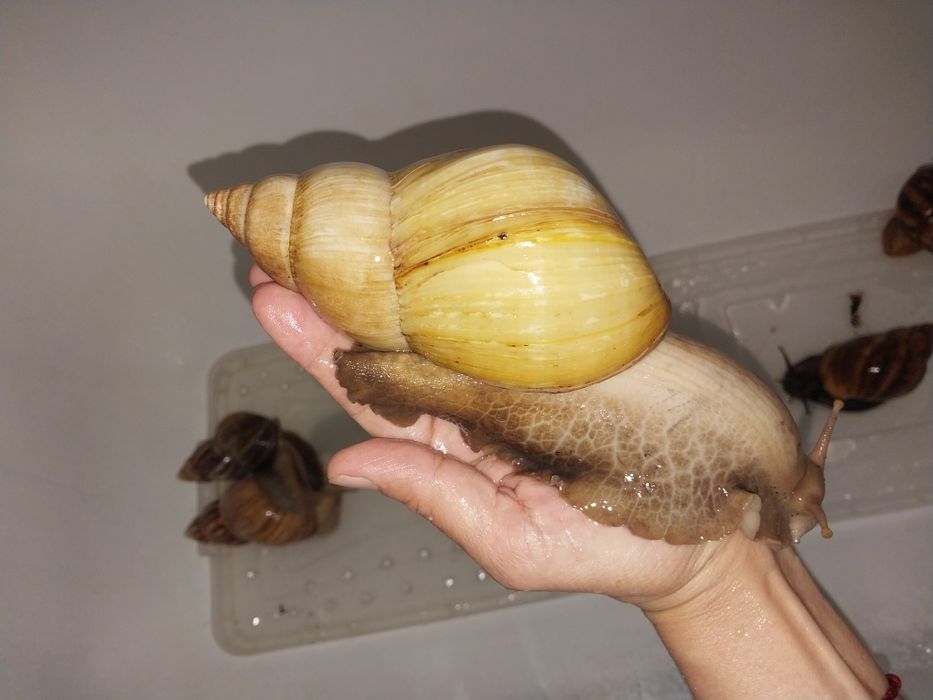 Улитки ахатины великаны!