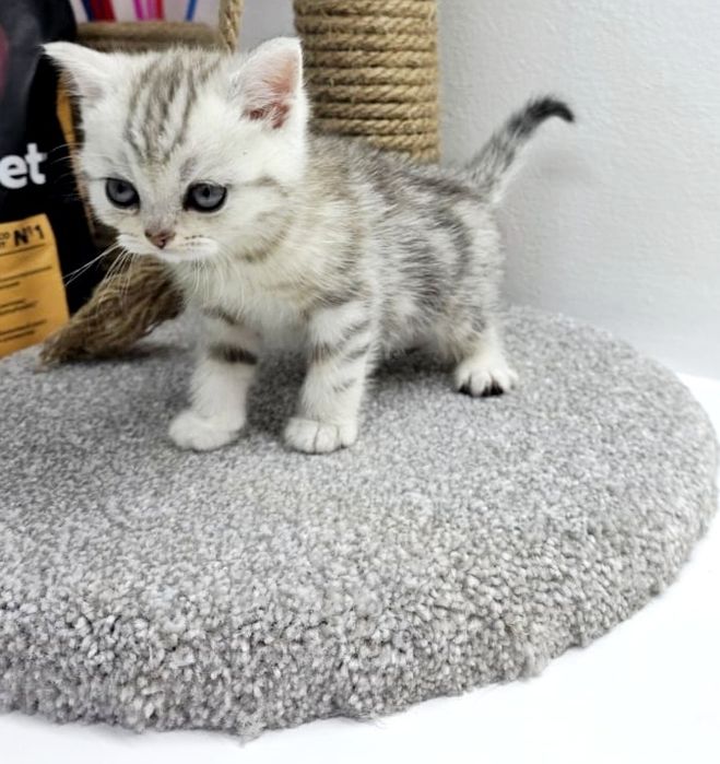 . ШотЛанДскиЕ КотЯта